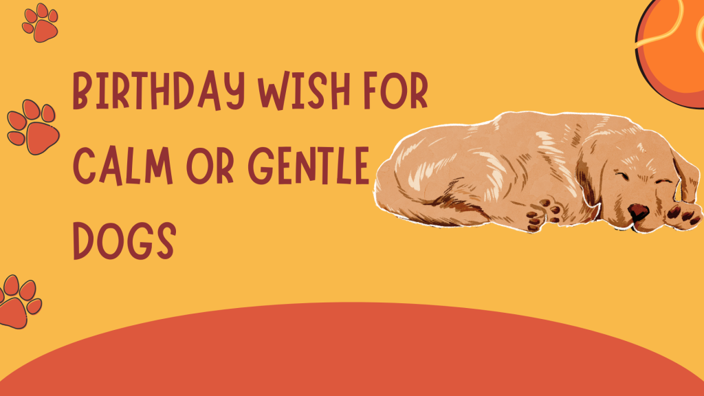 For Calm or Gentle Dogs